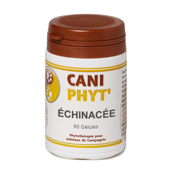 Echinacée Chien Chat : phytotherapie pour animaux