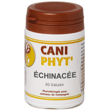 Echinacée Chien Chat : phytotherapie pour animaux