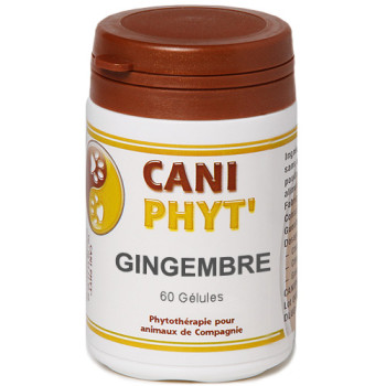 Gingembre Chien Chat : phytotherapie pour animaux