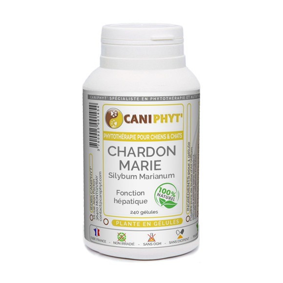 Chardon Marie Caniphyt Chiens Chats