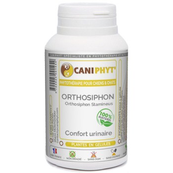 Orthosiphon Caniphyt Chiens Chats