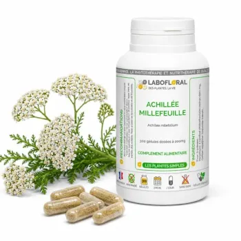 Achillée Millefeuille Labofloral